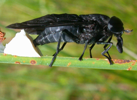 Tabanus atratus Tabanus atratus